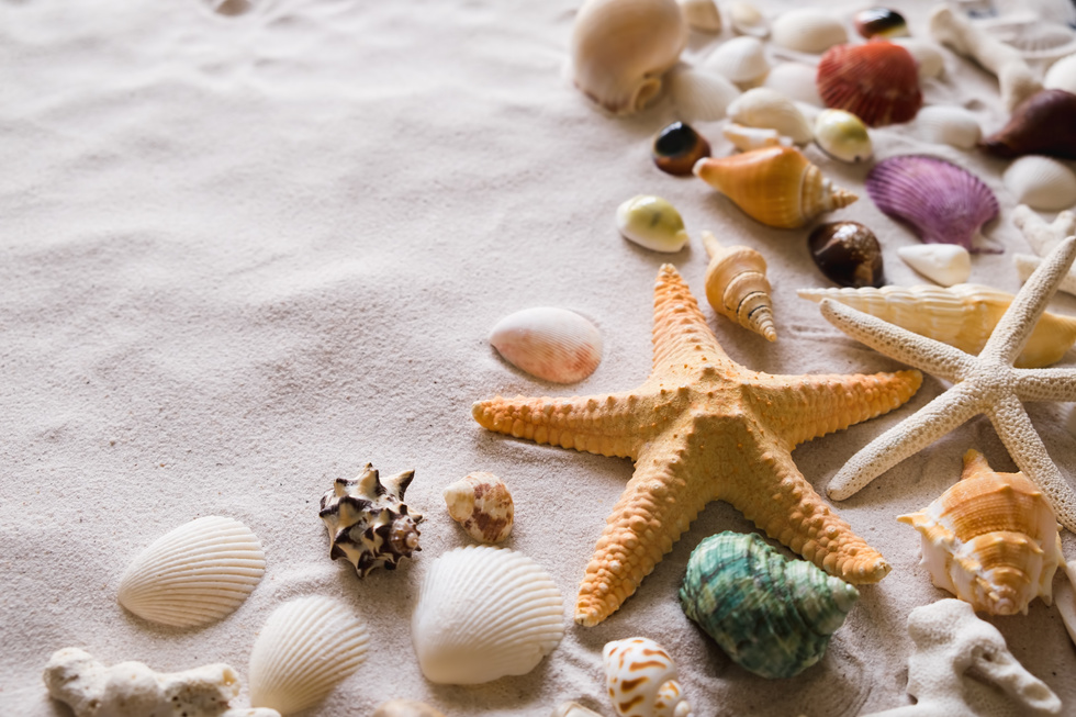 Close Up of Sand with Starfish and Sea Shells